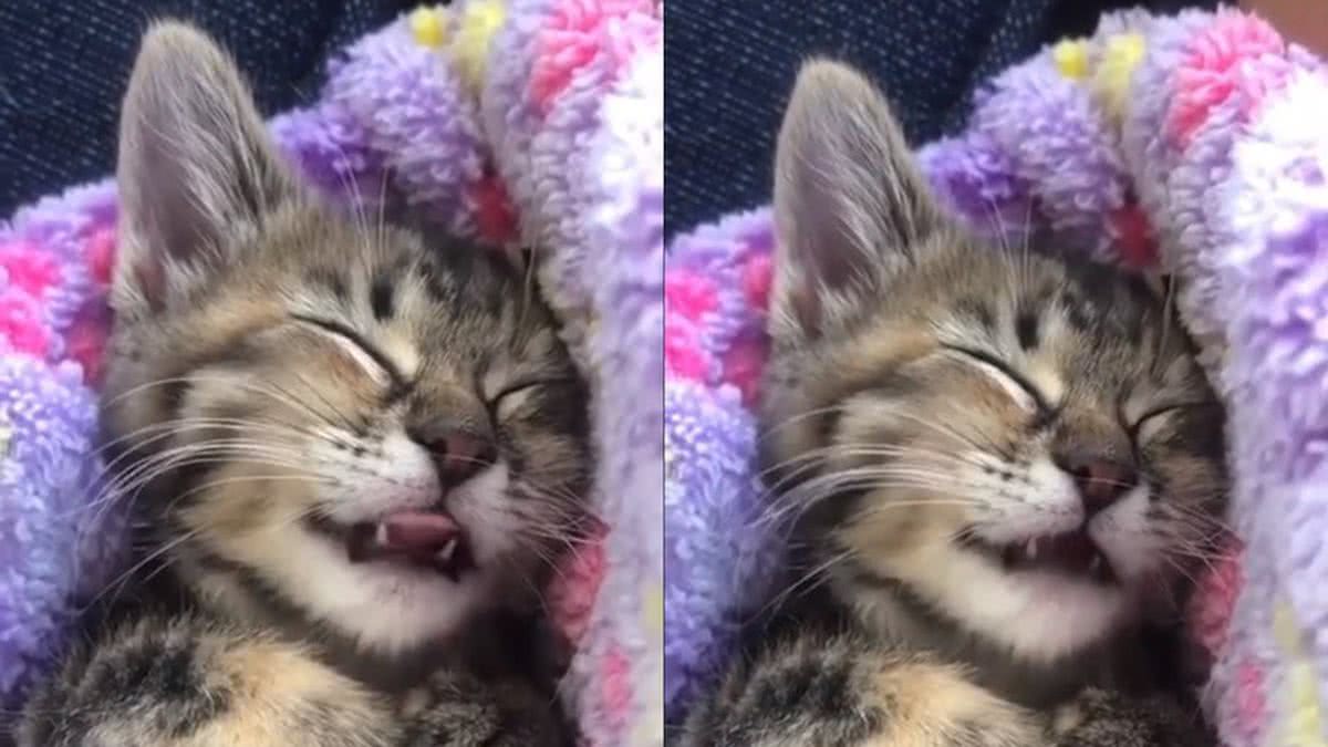 Vídeo de gato sonhando viraliza nas redes sociais e encanta internautas