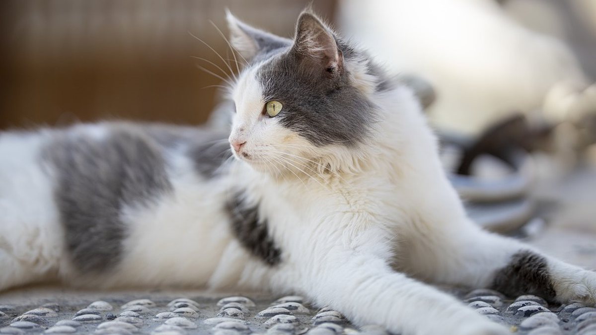 Tutora leva gatinha filhote para casa e reação de gato diverte web assista