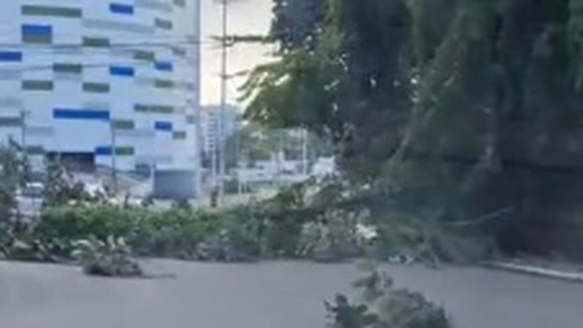 Galho De Rvore Cai E Causa Transtorno Na Avenida Garibaldi Assista