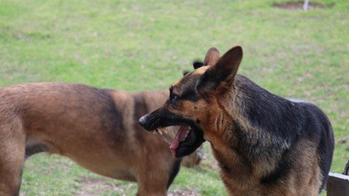 Criança de 10 anos é atacada por cachorros