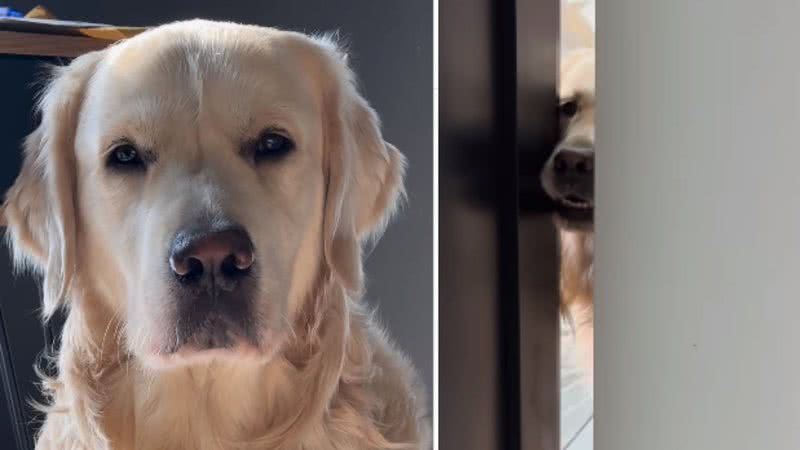 Starker Cachorrinho Obcecado Por Tutora Diverte Web Assista