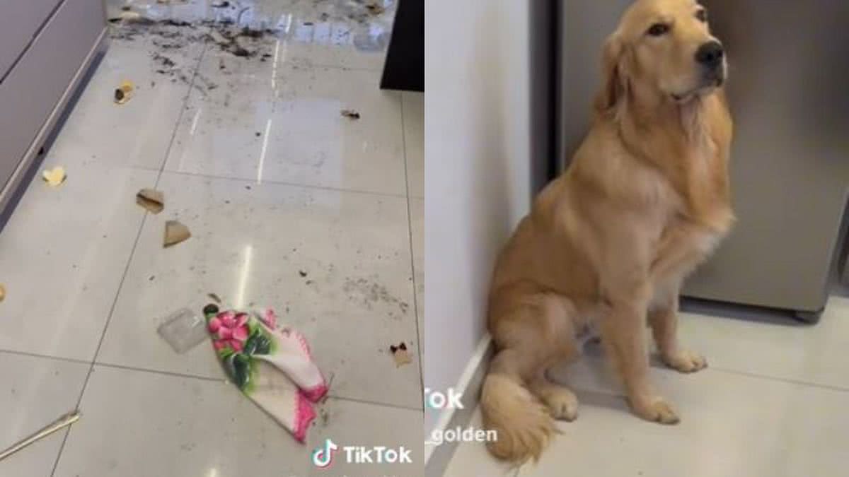 Cachorro tem reação hilária após ser flagrado fazendo bagunça veja vídeo