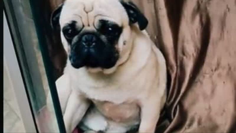 Cachorro Faz Objeto Inusitado Como Brinquedo E Diverte Web Veja V Deo