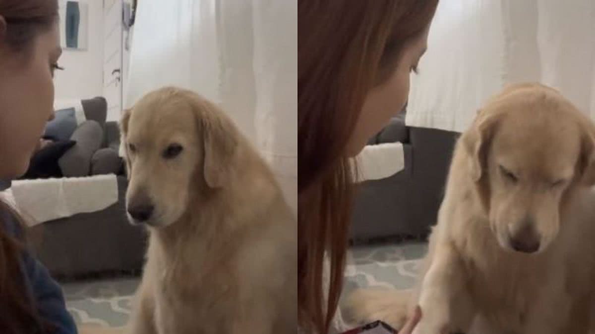 Cachorra Fica Arrasada O Fim Do Feriad O E Tutora Consola N O Fica