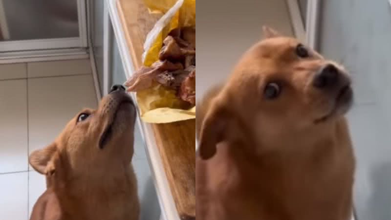 Peno No Flagra Cachorro Rouba Carne E Tem Rea O Divertida Assista