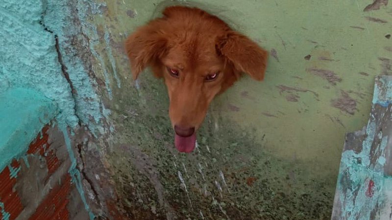 Cachorro fica entalado em buraco de muro por três horas