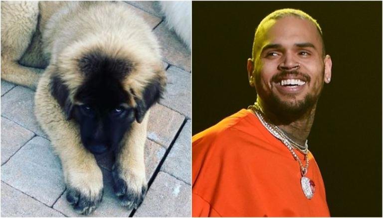 Chris Brown é processado por ex governanta por suposto ataque de cão