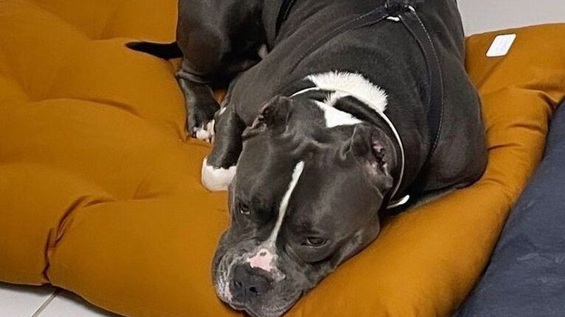 Dono De Cachorro Que Morreu Em Voo Da Latam Diz Que As Companhias