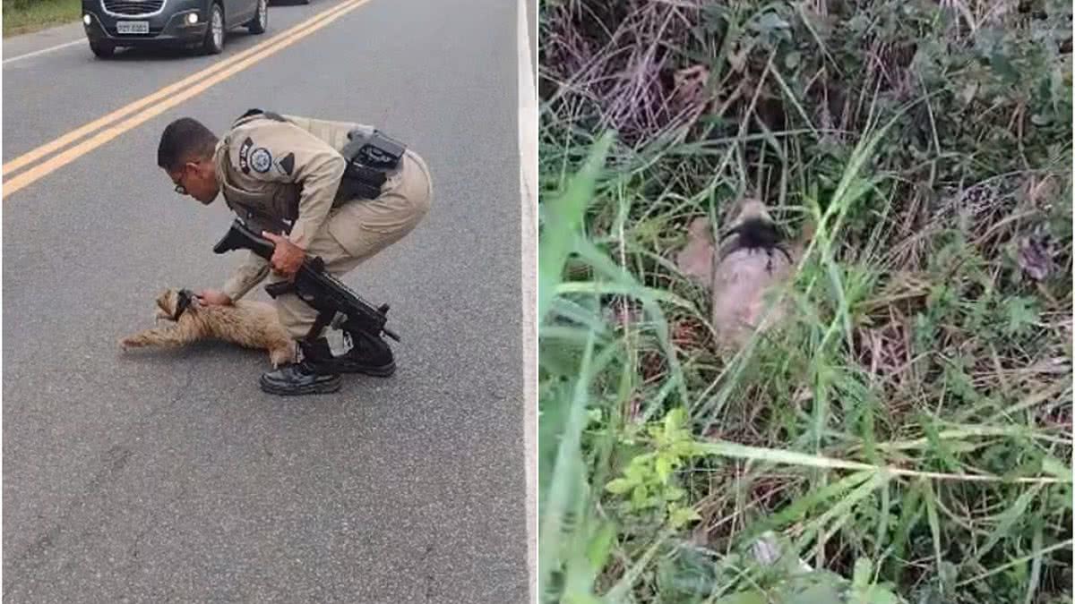 Bicho preguiça é resgatado na Linha Verde veja vídeo