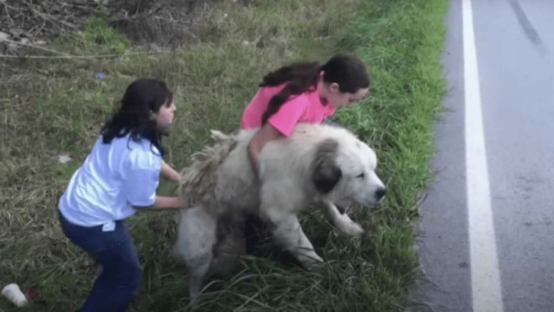 Cachorro abandonado é resgatado ao lado do corpo de seu irmão na