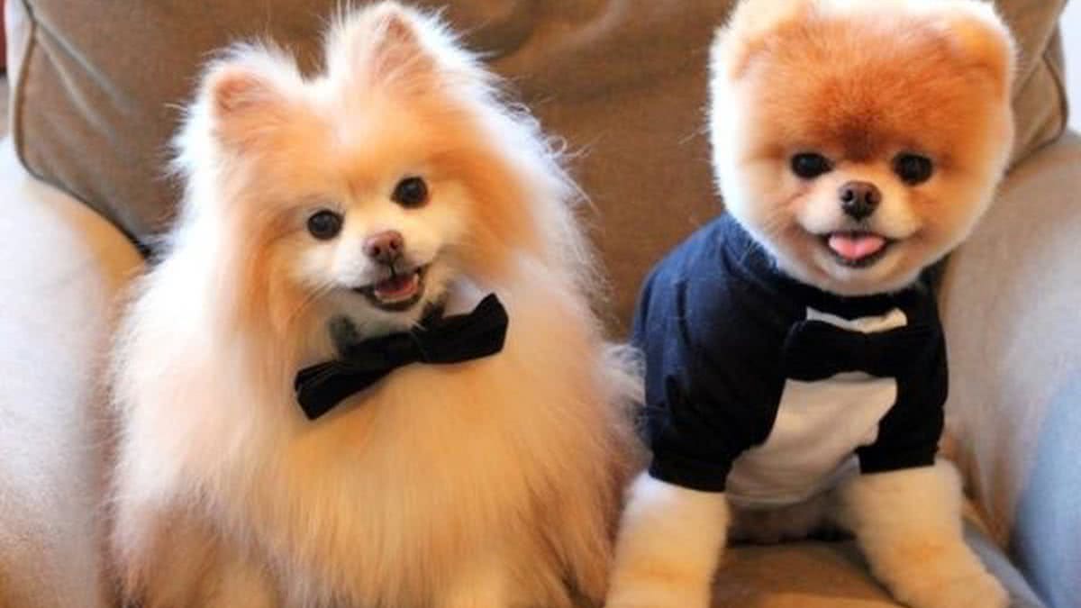 Pet influencers Conheça cachorros baianos que bombam no Instagram