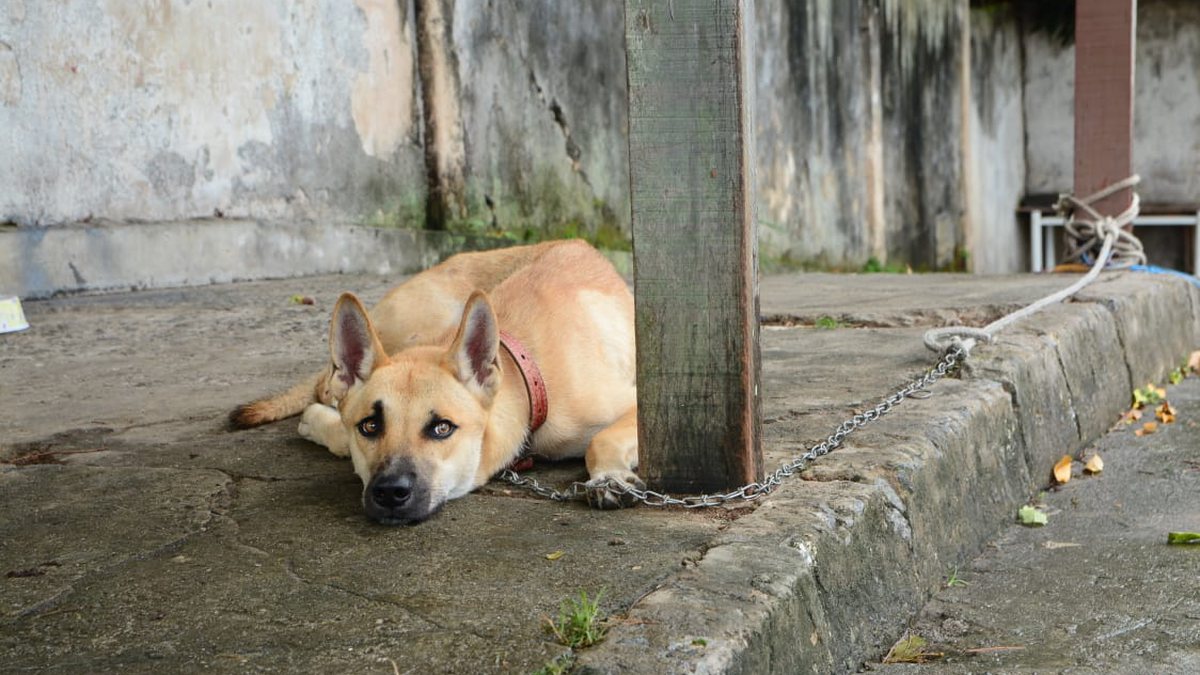 V Deo C O Abandonado Amarrado Em Patamares Moradores Pedem Ajuda