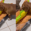VÍDEO: Hot\u002Ddog duplo? Cachorro ganha cama inusitada e diverte internautas\u003B assista