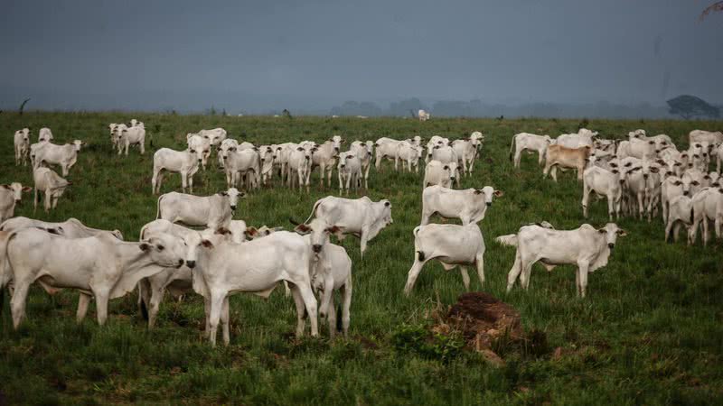 Brasil Registra Recorde No Rebanho Bovino Confira