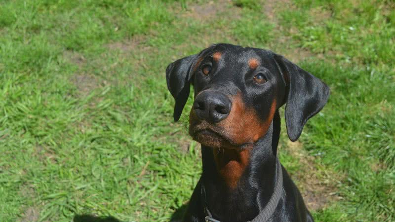 VÍDEO Cachorro toma atitude inesperada ao sentir bebê na barriga de