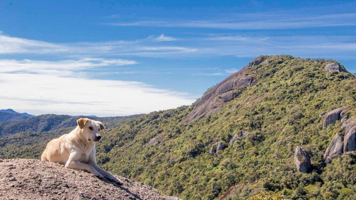 Cidade Pet Friendly Se Movimenta Para Receber Turistas No Feriado De