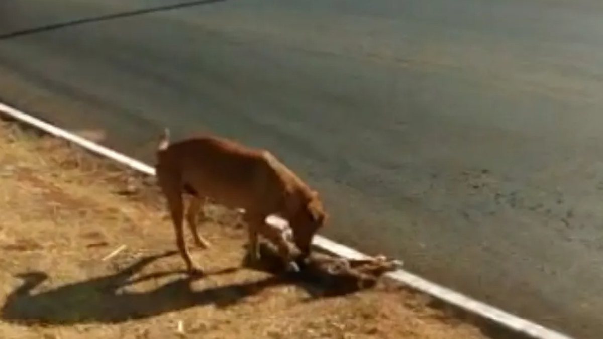 Comovente Cachorro Fica Ao Lado De Cadela Que Morreu Atropelada E