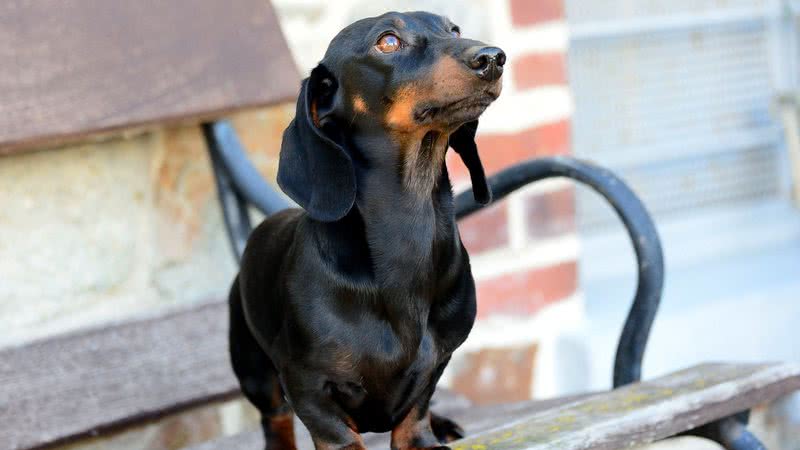 Especialista aponta cinco raças de cachorros que você não deve ter confira