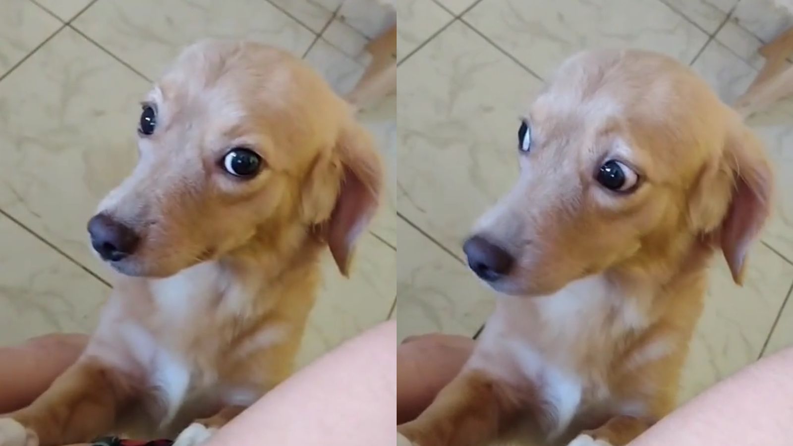 Cachorro Fala Que Quer Ficar Beb E Choca Tutora Veja V Deo