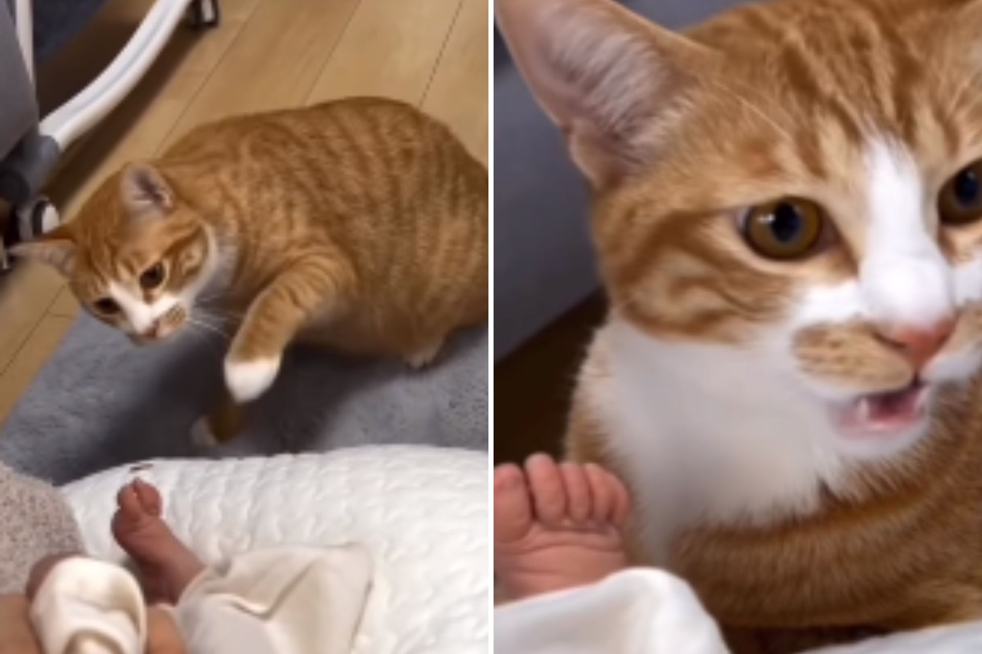 Gato tem reação inusitada após sentir cheiro de bebê assista