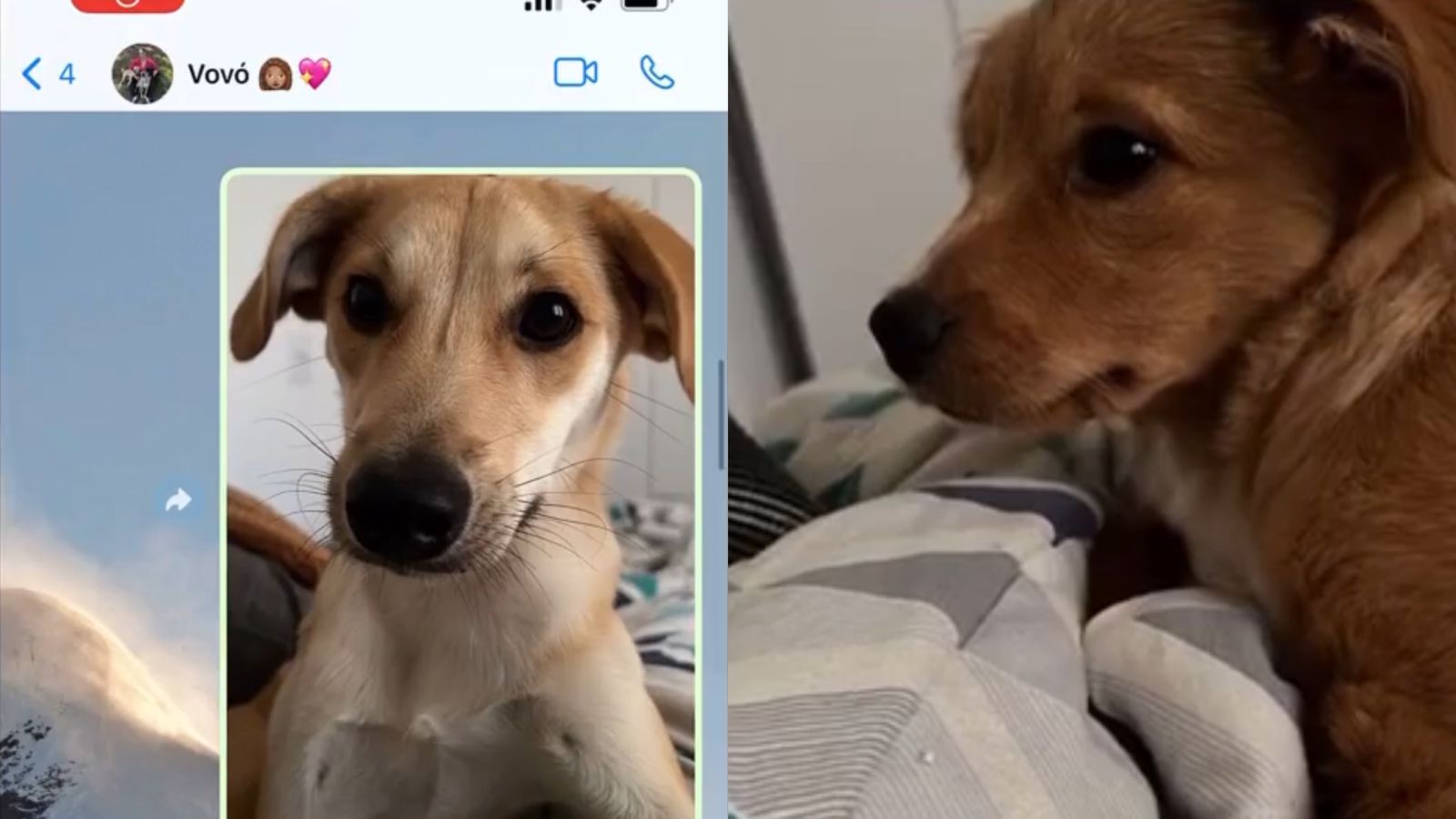 Golpe Baixo Cachorro Manda Mensagem Para Av E Mulher N O Consegue