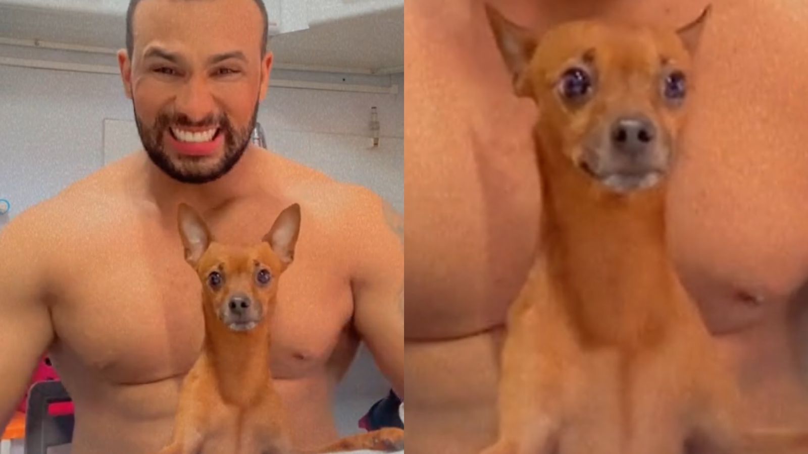 Pinscher tem reação hilária ao ver tutor exibir músculos em vídeo assista