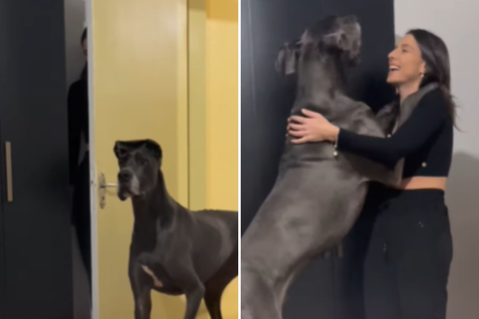 V Deo Tutora Brinca De Esconde Esconde Cachorro Gigante E Rea O