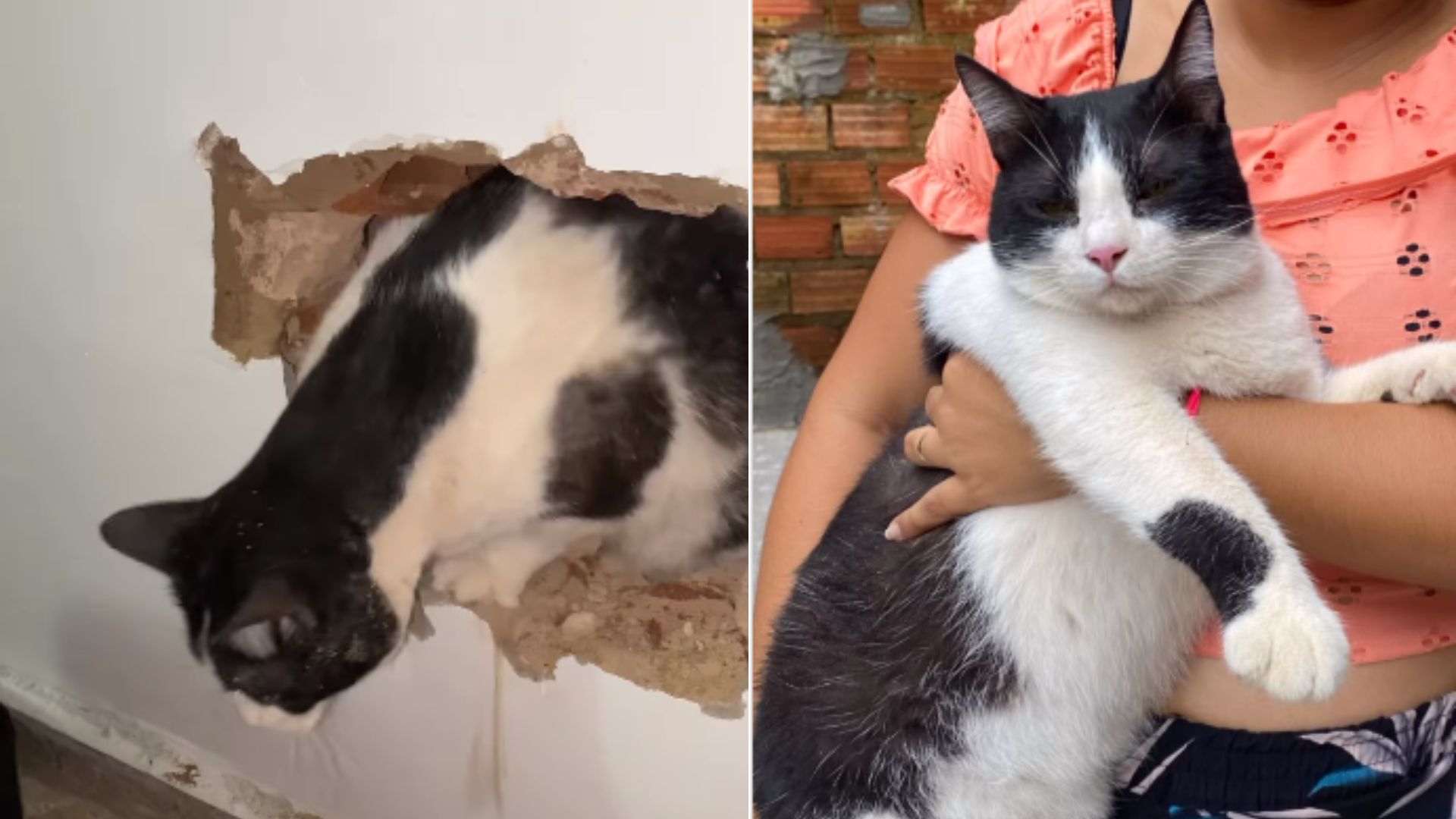 Tutora Toma Medida Desesperada Para Resgatar Gato Desaparecido Assista