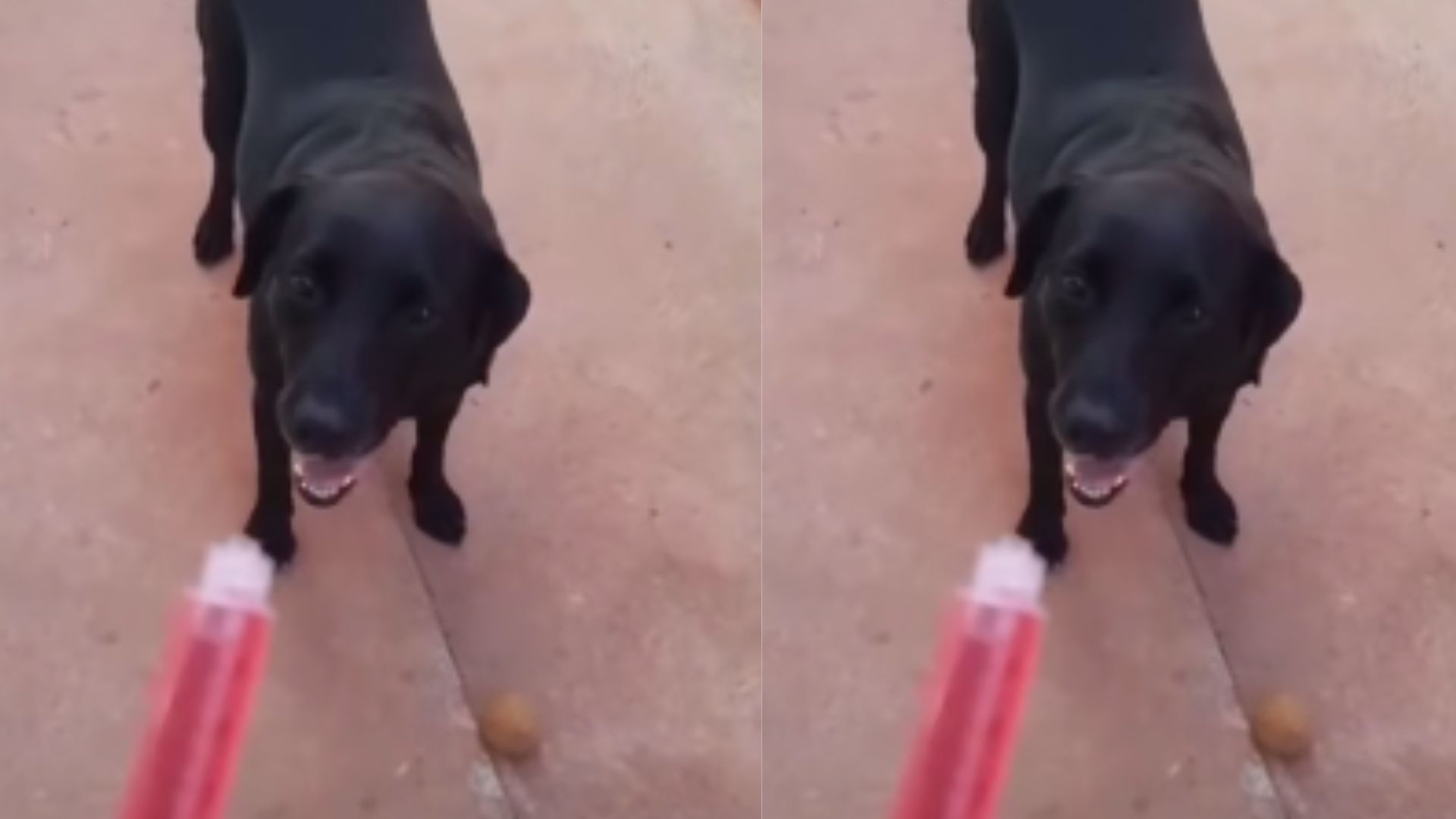 Cachorro tem reação inesperada ao ser chamado para tomar remédio assista