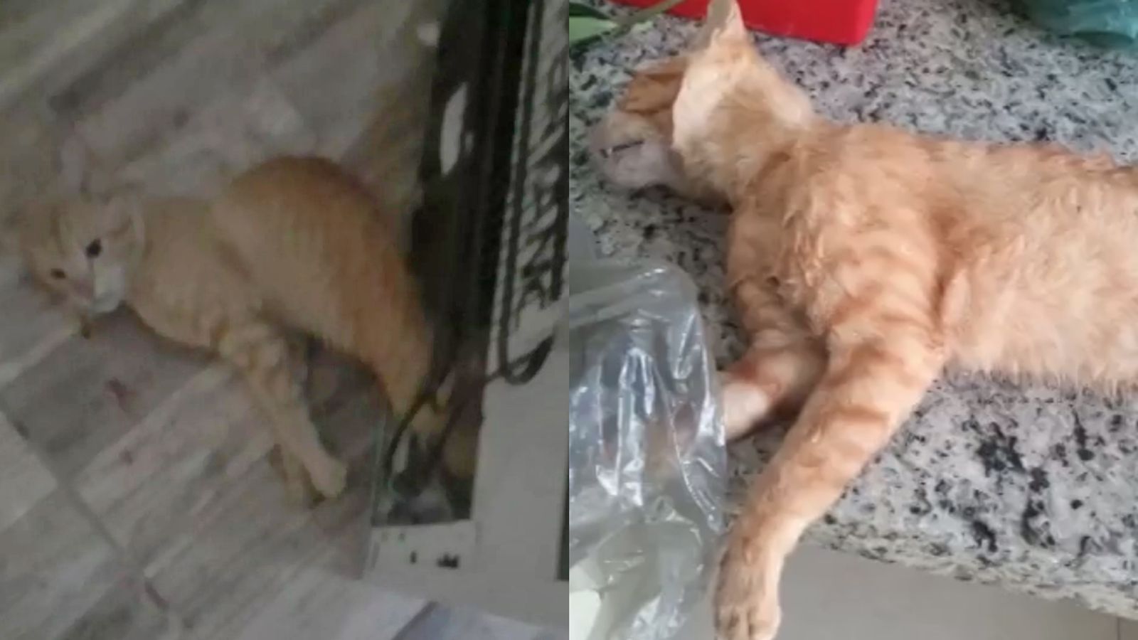 Mulher Presa Por Suspeita De Matar Gato Enforcado E Filmar Para