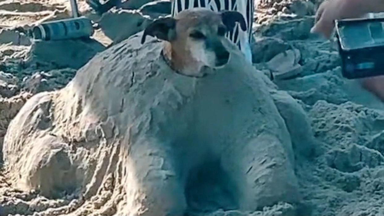 V Deo Cachorro Enterrado Em Areia Chama Aten O Em Praia