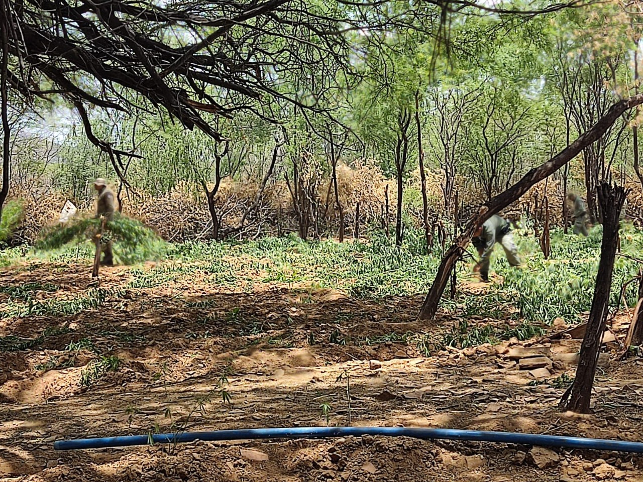 Curaçá 57 mil pés de maconha são erradicados em operação Terra Limpa