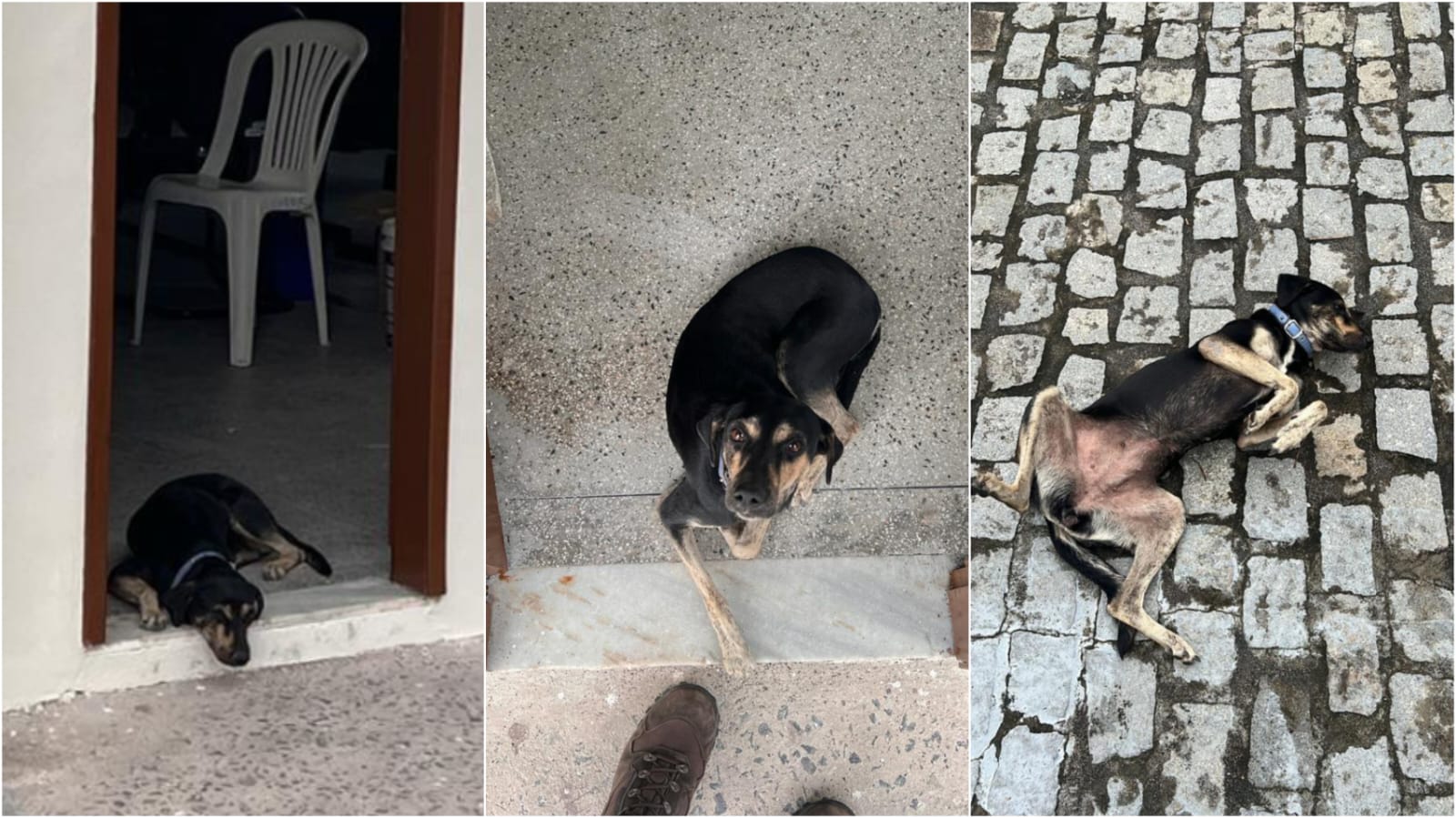 Após aumento de abandono de cães e gatos policiais ampliam projeto