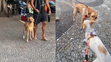 Reprodução/TikTok