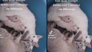 Imagem Gatas roubam filhotes uma da outra mas decidem resolver situação; veja vídeo e entenda