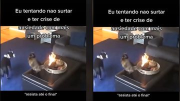 Imagem Cauda de gato pega fogo enquanto brincava com cachorro e reação do felino surpreende; assista