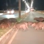 Família de capivaras atravessa ponte e deixa motorista impressionado com fofura