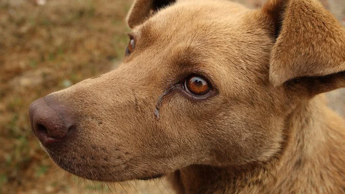 Seu cachorro chora quando te reencontra? Entenda porquê