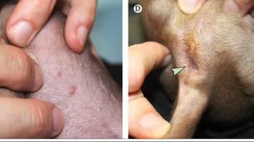 Reprodução/The Lancet