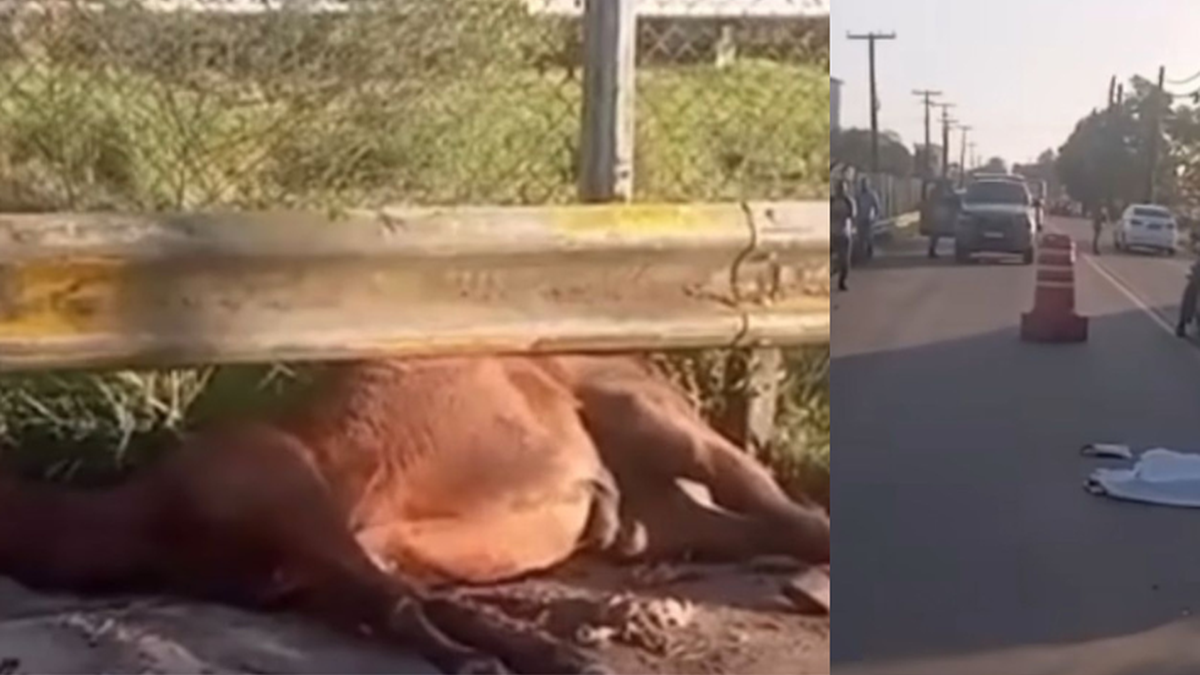 Jovem de 18 anos morre após moto bater em cavalo na região do Campo Belo,  em Campinas