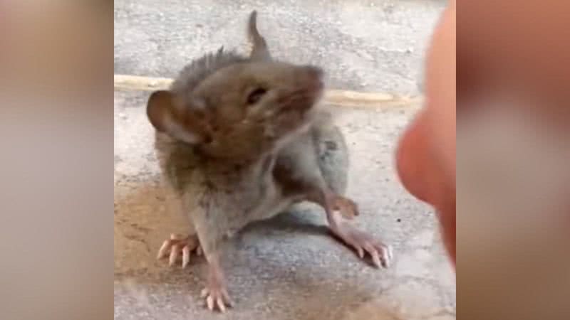 Homem encontra rato do tamanho de um cachorro no quintal de casa