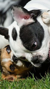 Livro aponta 10 raças de cães mais "burras"; confira quais são os pets