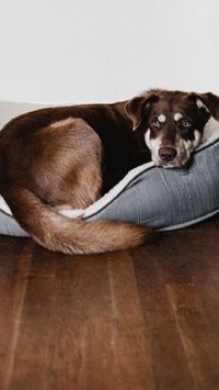 O piso da minha casa pode afetar meu cão? Saiba detalhes de doença