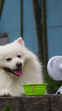 Saiba como cuidar de seu animal de estimação em dias de calor