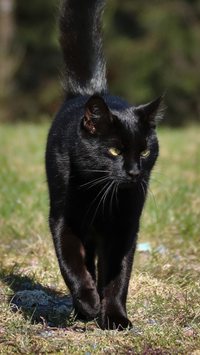 Sexta-feira 13! Confira mitos e verdades sobre os gatos pretos 