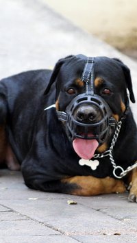 Conheça 10 raças de cachorro que são proibidas em várias partes do mundo