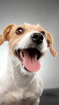 As 6 raças de cães mais encantadoras; seu pet está na lista?