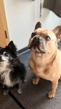 É lei! Saiba quais raças de cães devem usar focinheira na rua