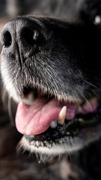 Você sabia que os cães trocam de dente? 