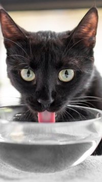 Confira 6 dicas de como estimulas os gatos a beberem água